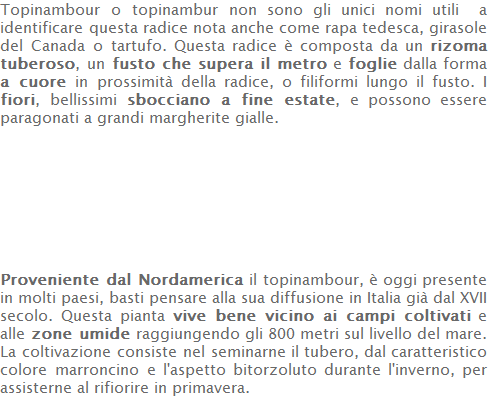 Topinambour o topinambur non sono gli unici nomi utili  a identificare questa radice nota anche come rapa tedesca, girasole del Canada o tartufo. Questa radice è composta da un rizoma tuberoso, un fusto che supera il metro e foglie dalla forma a cuore in prossimità della radice, o filiformi lungo il fusto. I fiori, bellissimi sbocciano a fine estate, e possono essere paragonati a grandi margherite gialle.         Proveniente dal Nordamerica il topinambour, è oggi presente in molti paesi, basti pensare alla sua diffusione in Italia già dal XVII secolo. Questa pianta vive bene vicino ai campi coltivati e alle zone umide raggiungendo gli 800 metri sul livello del mare.  La coltivazione consiste nel seminarne il tubero, dal caratteristico colore marroncino e l'aspetto bitorzoluto durante l'inverno, per assisterne al rifiorire in primavera.  